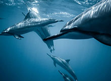 开云app在线下载-U23国足主帅：我们会战斗 尝试让不寻常的事发生